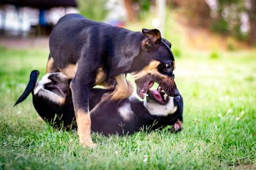 Two playful Beauceron dogs playing in the grass, on on top of the other photo