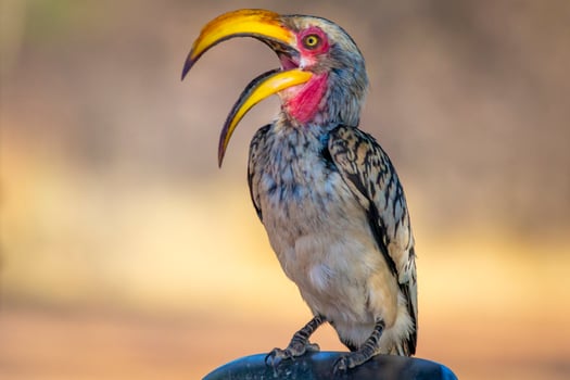 Southeren yellow-billed hornbill or latin name Tockus leucomelas. photo