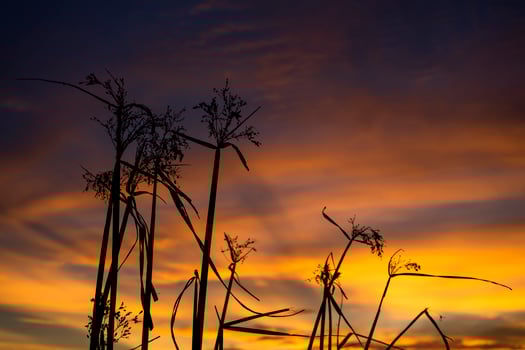 Silhouette flower grass with twilight sky background. photo
