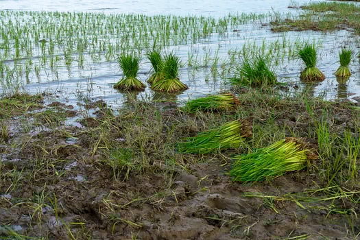 Rice seedlings for planting in rice fields photo