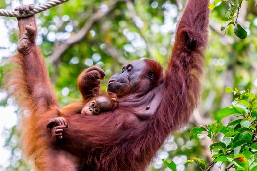 Orangutan hanging in a tree in the jungle of Borneo, holding a baby photo