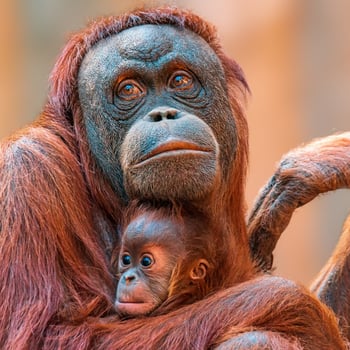 an adult oranguel holding a baby photo