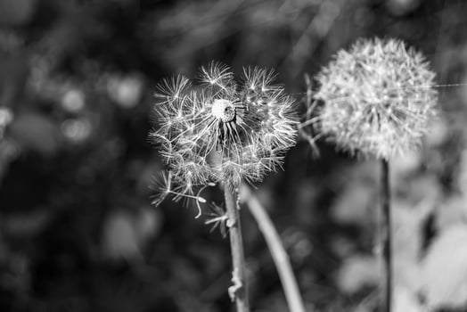 Beautiful wild growing flower seed dandelion on background meadow photo