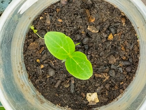 Cucumber seedlings in glasses in a greenhouse. The first leaves photo