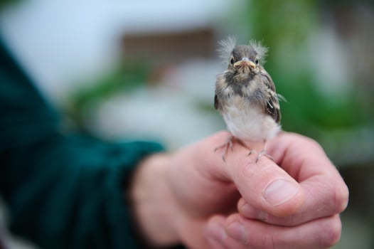 Close-up view of a small baby bird sitting in the hands of a man. People and animals themes photo