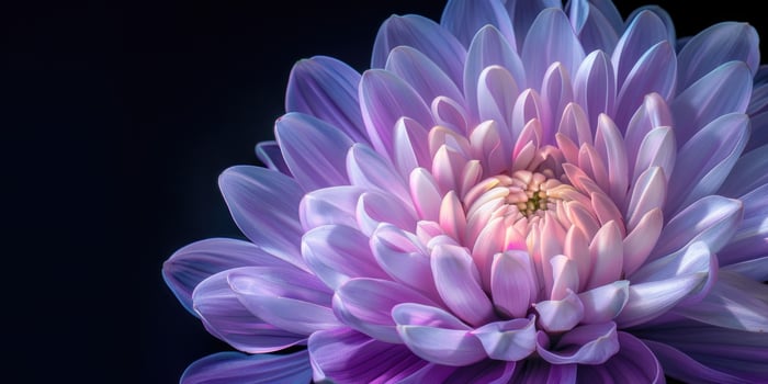 pink and purple chrysanthemum closeup flower, ai photo