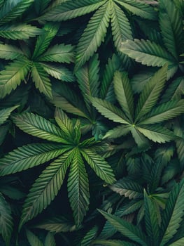 Cannabis texture marijuana leaf pile background photo