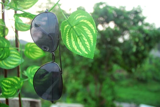 Glasses hanging from leaf stalks. photo