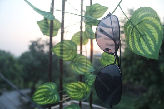 A pair of sunglasses hung on a leaf stalk on a bright summer morning. photo