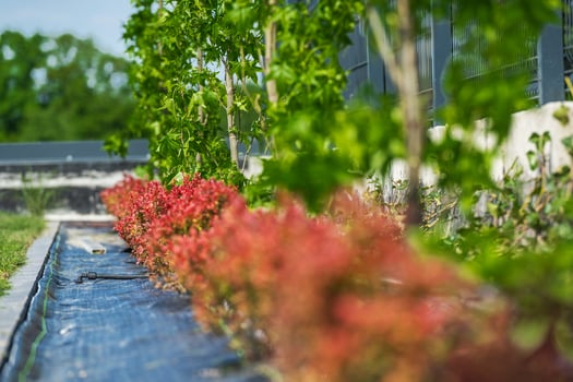 Lush Garden With Bushes and Trees by Building photo