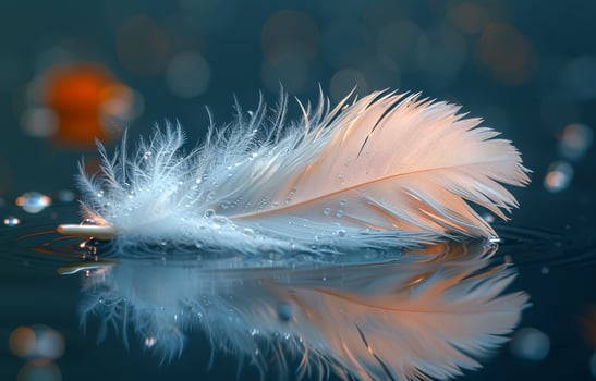 Feather on the water. A single white feather floating on the water photo