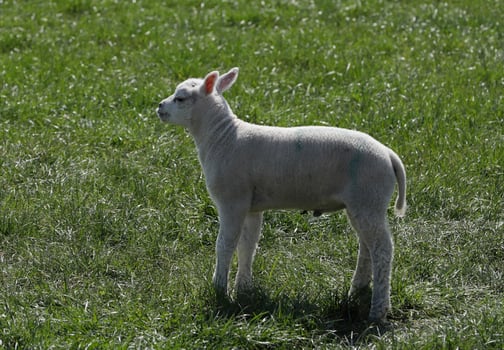 sheep and lambs in the meadow in the Netherlands photo