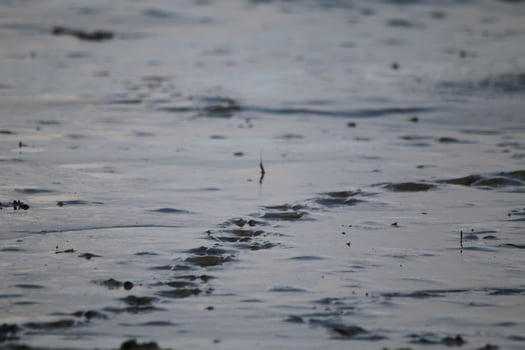 low water on the mudflats photo