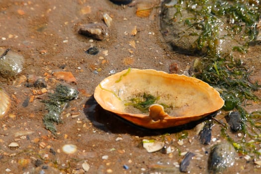 sand at the beach, vlieland, the netherlands photo