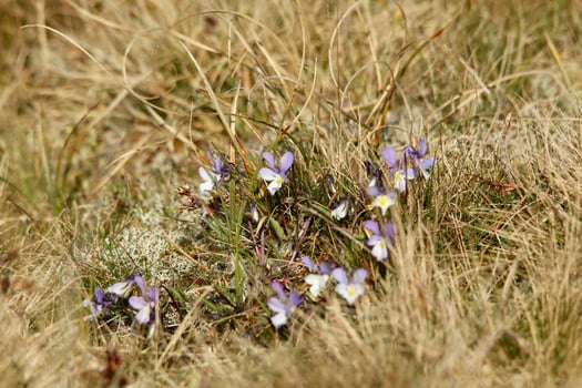 flora on the wetlands in the dunes, vlieland, netherlands photo