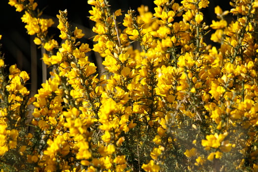 close up yellow broom branch photo