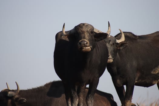 Buffalo in the marshes of Iraq photo