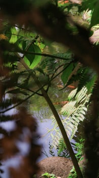 koi pond viewed from inside a bush photo