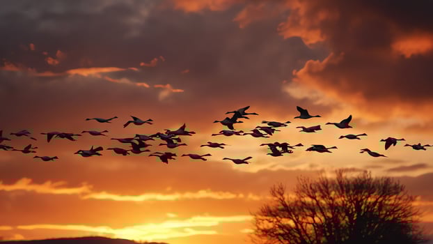 a flock of birds flying in the sky at sunset photo