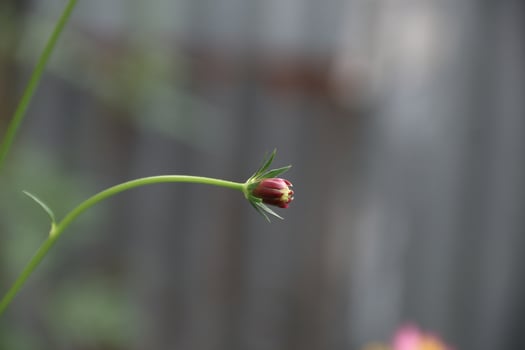 Wild Cosmos caudatus. Cosmos caudatus or king's salad is an annual plant in the genus Cosmos, bearing purple, pink, or white ray florets. photo