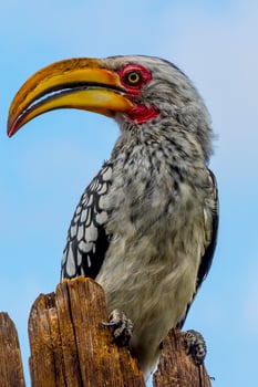 Southern yellow-billed hornbill, close-up with head and beak, sitting on wooden pole photo
