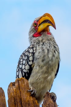 Southern yellow-billed hornbill, close-up with head and beak, sitting on wooden pole photo