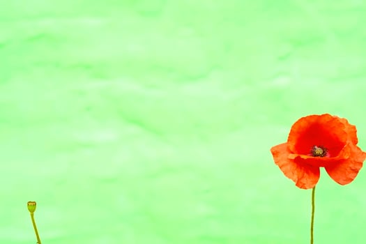 Flower head of red scarlet poppy on cloud green photo