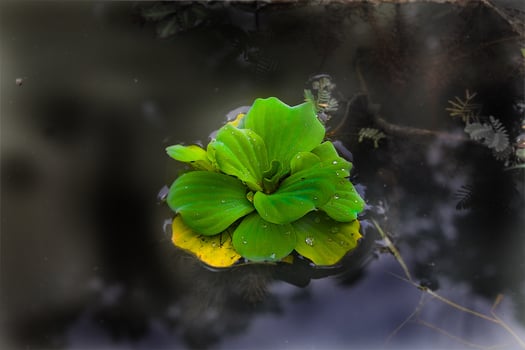 Top View of isolated Pistia stratiotes or water cabbage,lettuce in a small pond in Pai, Thailand photo
