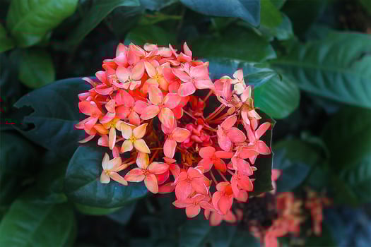 Close up shot of Amazing red spike Flower King Ixora found in Pai, Thailand photo