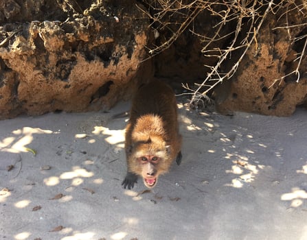 A cute monkey is trying to steal camera on the Beach. Mu Ko Lanta National Park, Thailand photo