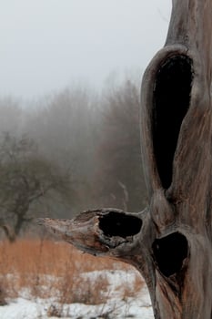 A Hollow in an old isolated tree surrounded by winter foggy landscape photo