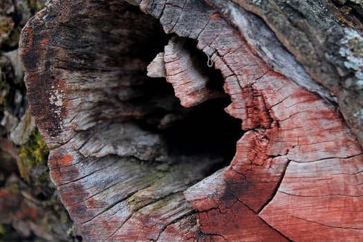 Natural Wood texture of tree stump found in the deep forest in Kursk, Russia photo