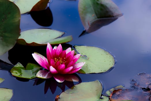Pink Lotus or Water lily background. Water lily surrounded by Green leaves found on a Beaver lake in Vancouver photo