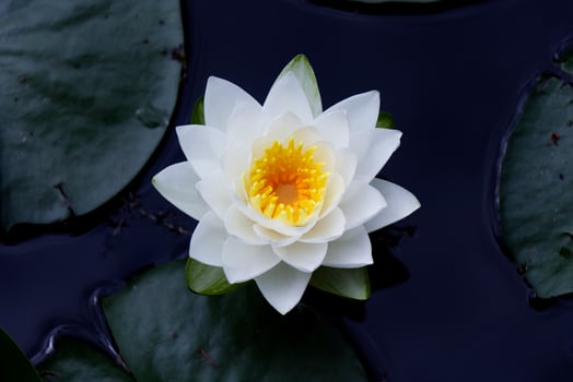 Top View of White Water Lily on dark background found on a Beaver Lake in Vancouver photo
