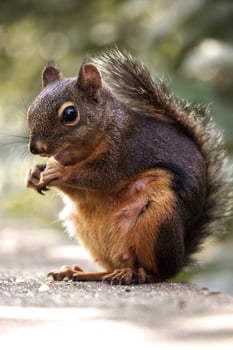 Cute grey squirrel eating nuts in Stanley Park in Vancouver photo