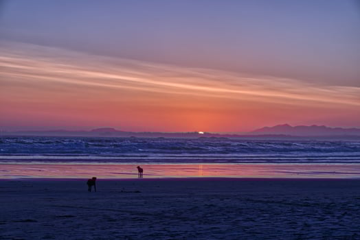Two dogs are playing during Sunset at the Long beach near Tofino, Vancouver Island, Canada photo
