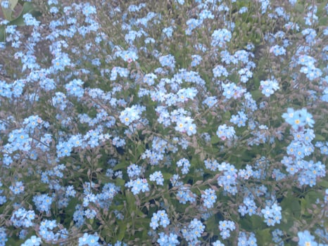 forget me not flower feald. Little blue flowe background photo