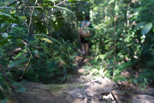 Hiking Woman Walk with a Backpack in Green Forest in Khao Sok National Park Surat Thani Province Thailand. Focus on foreground photo