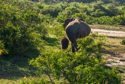 Indian elephants Baby with its mother photo