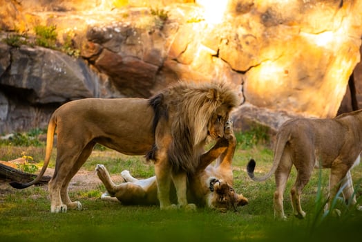Pair adult Lions playing in zoological garden photo