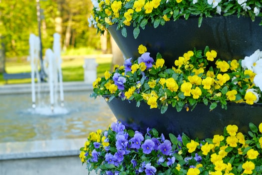 Decorative flower pots with spring flowers viola cornuta in vibrant violet and yellow color, purple yellow pansies in flower pots hanging on a fence in balcony garden photo