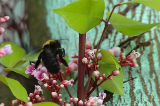 The flowers and leaves of the star fruit tree, there is a beetle sucking the honey photo