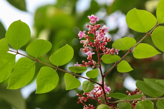 Star fruit tree flowers and leaves photo