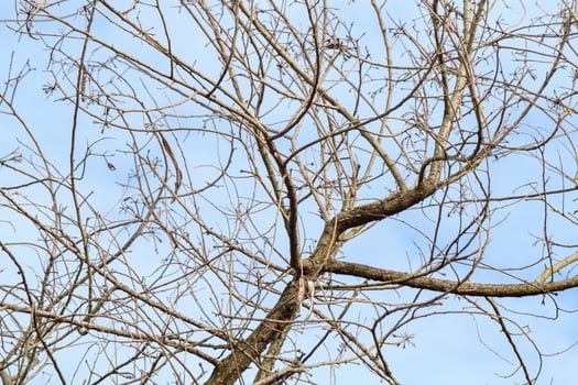 Tree branches and twigs, cloudy sky background photo