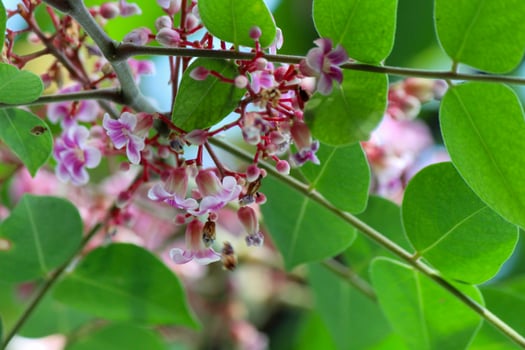 Star fruit tree flowers and leaves photo