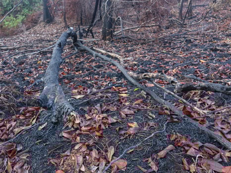 Burned forests leave behind charcoal and ash. natural disaster concept photo