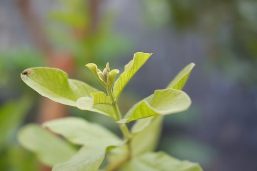 Close up of fresh green leaves of guava tree in the garden photo