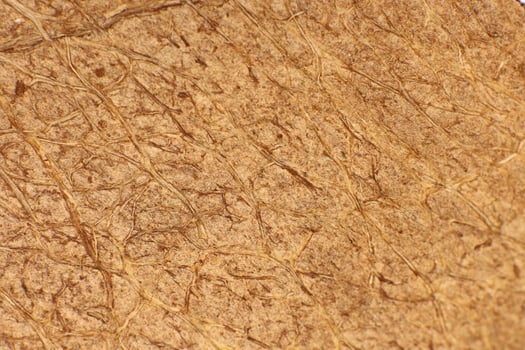 Coconut Nut Texture. Natural Tropical Background. Macro Closeup. photo