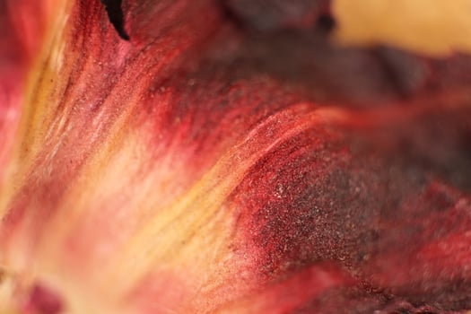 Hibiscus Dry Leaf Texture. Macro Closeup. Natural Organic Floral photo