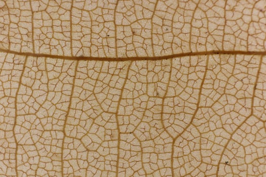 Dry Leaf Texture. Macro Closeup. Natural Organic Background. Tra photo
